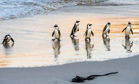 2 Bedroom Property for Sale in Simons Town Western Cape